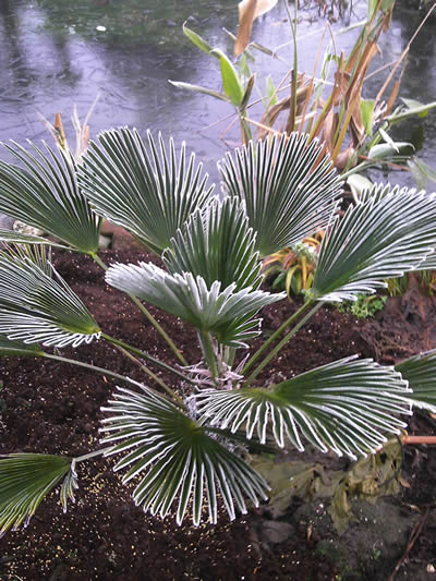 Winterharde Bananenplant