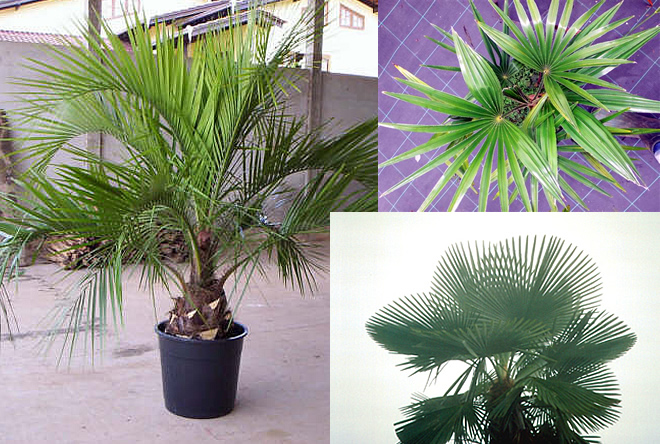 Palmiers Trachycarpus Fortuneii sur un lit bordé de cailloux blanc