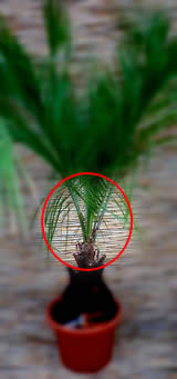 Palmenspeer